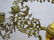 Large 1890 Solid Bronze Oil Chandelier with Majolica - 3