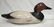 Mason Canvasback Decoy