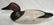 Mason Canvasback Decoy - 3