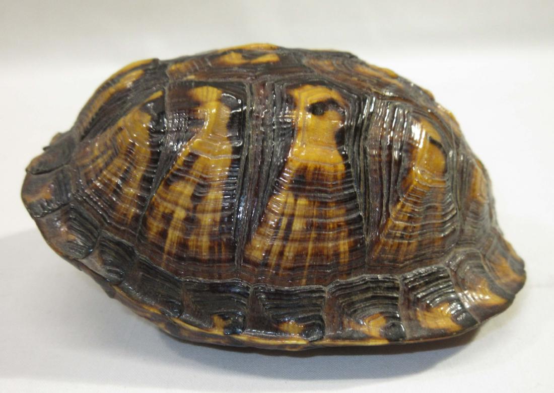Box Turtle Shell: 4 1/4"L x 3 1/2"W