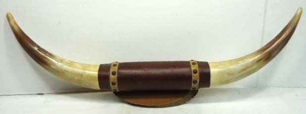Pr. Mounted Steer Horns: 31"