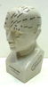 Phrenology Porcelain Head