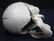 C.I. Skull Paperweight - 3