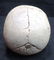 C.I. Skull Paperweight - 4