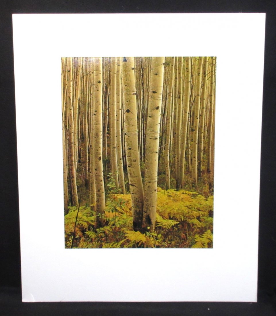 Eliot Porter "Aspens, Colorado" 1959 Photograph: Pencil Sgnd, Color Dye Transfer 12" x 16" From Andrew Smith Gallery Santa Fe NM