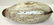 Mason Mallard Duck Decoy - 4