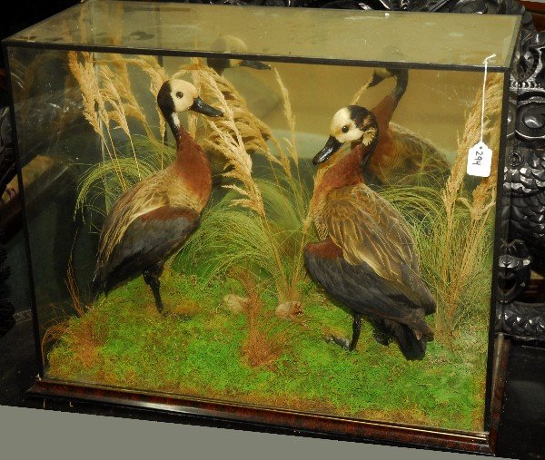 Glass cased Taxidery birds H: 21" W: 25 5" D: 11": Glass cased Taxidery birds H: 21" W: 25 5" D: 11"