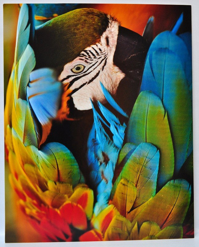 ROBERTO OJEDA (ECUADOR) PHOTOGRAPH: ROBERTO OJEDA (ECUADOR) PHOTOGRAPH SIGNED BY ARTIST "MR. MACAW", 25/50, 16" X 20"