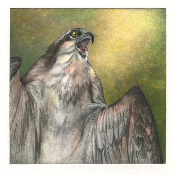 Salmagundi: Mindy Lighthipe: This Salmagundi work of art is titled, "Osprey Call." This solar etching is of an Osprey, calling out at dawn; hand-tinted with watercolor. Solar-etching. Image Size: 4" x 4." Framed: 8" x 8" x 1." Li