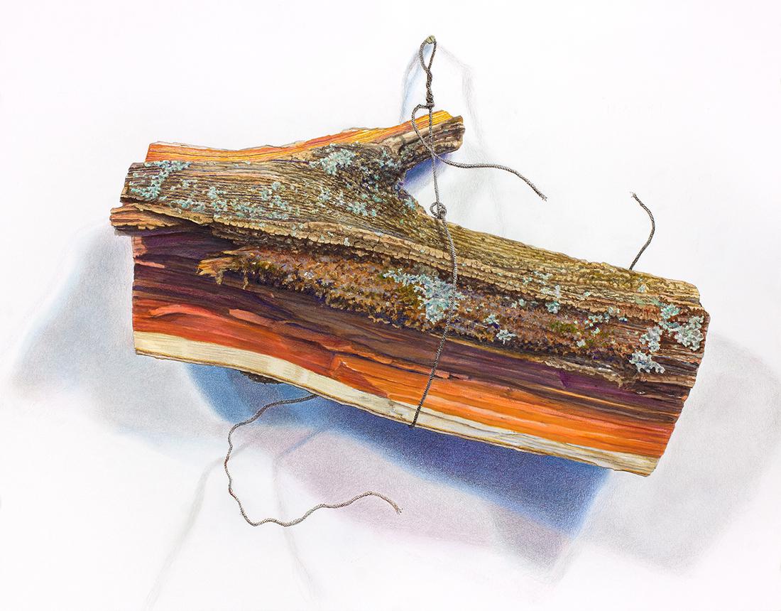 Salmagundi: Walter Hatke: This Salmagundi work of art is titled, "Black Locust Split". A still life of a subject discovered in the Adirondack Mountains. Mixed Medium on Paper. Image Size: 19" x 25" Framed Size: 26" x 31" Walte