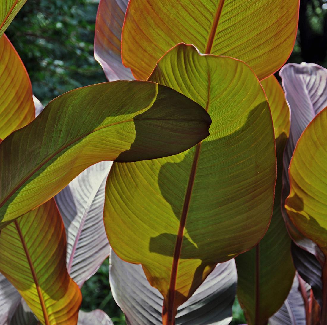 Salmagundi: Anne-Marie Dannenberg: This Salmagundi work of art is titled, "Summer Shadows on the Cana Leaves". The photographer captures the playfulness of the summer sun from the underside of canna leaves. Archival Digital Print. Imag