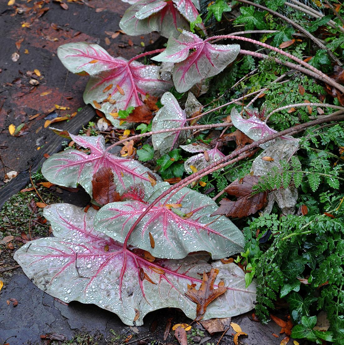 Salmagundi: Anne-Marie Dannenberg: This Salmagundi work of art is titled, "After the Rain in the Garden". The photographer captures the unending beauty of leaves after a shower. Archival Digital Print. Image Size: 14" x 14" Framed Size