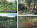 Salmagundi: Roger Rossi Garden Commission