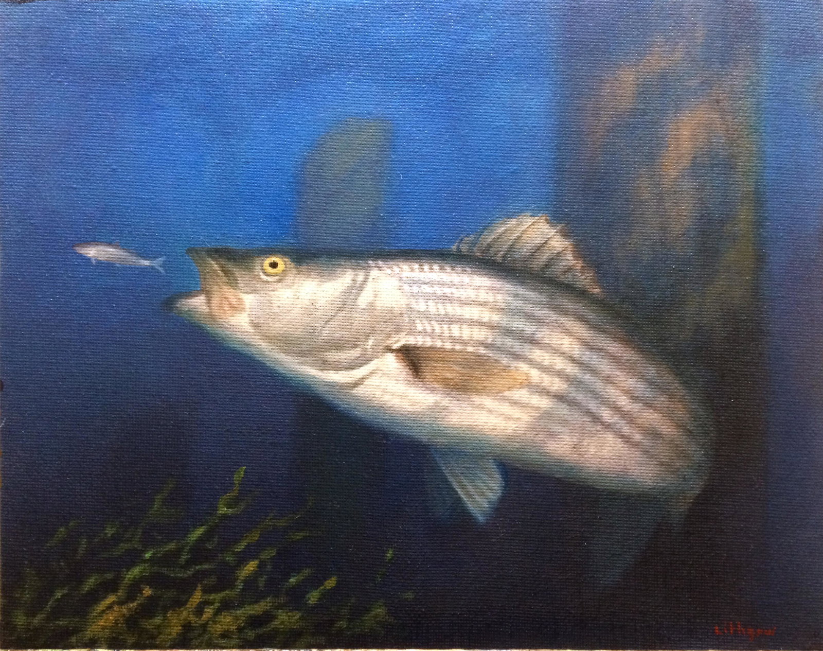 Salmagundi: Richard Lithgow: This Salmagundi work of art is titled, "Striped Bass". A striped bass pursuing bait fish. Oil. Image Size: 8" x 10" Richard Lithgow has been a member of the Salmagundi Club since the early 1980's, and