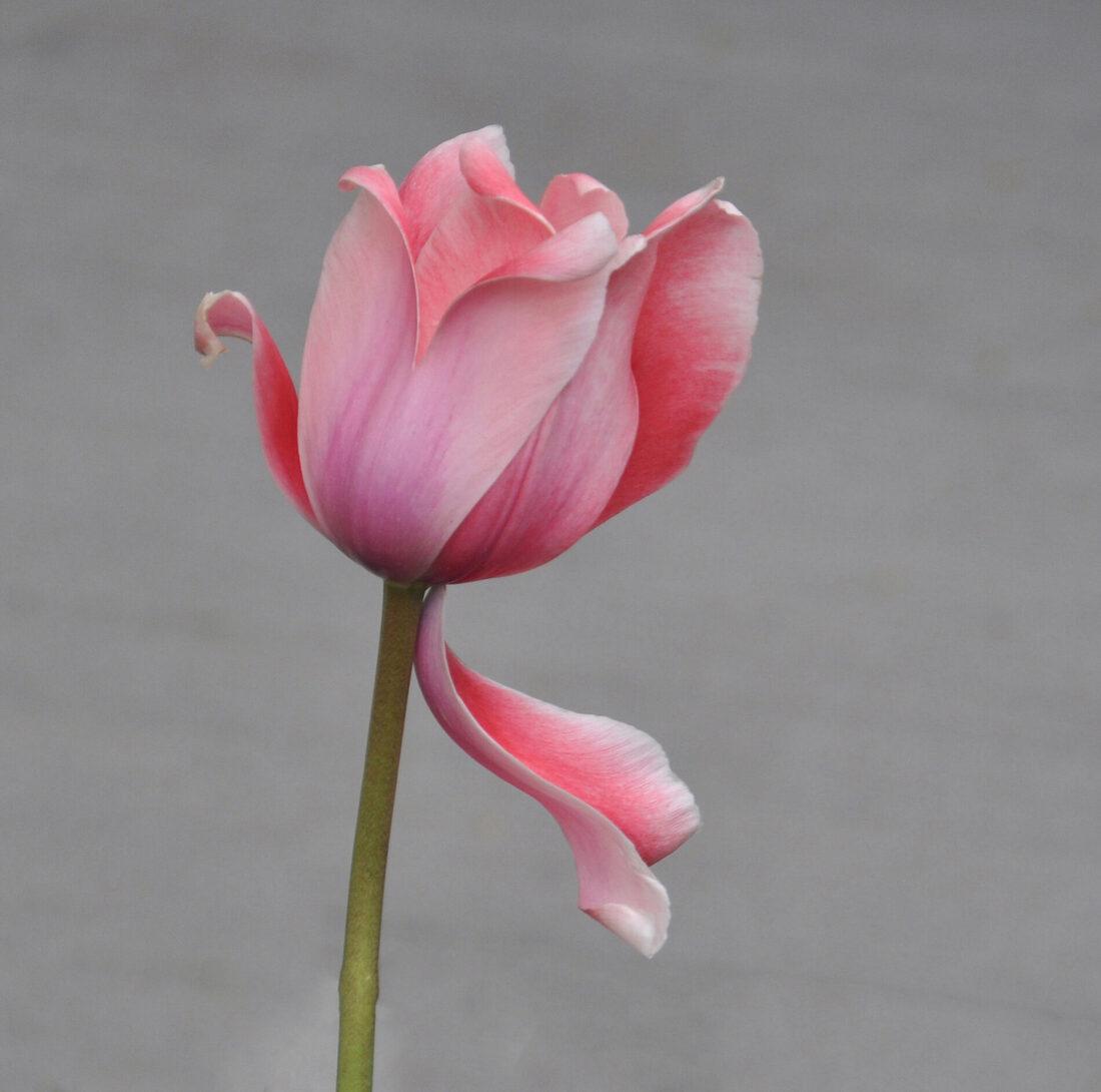 Anne-Marie Dannenberg- The tulip's gentle elegance: This Salmagundi work of art is titled, "The tulip's gentle elegance". Photography. 8 x 8 (image) 12 x 12 (framed)