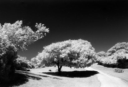 Rosemary Hawkins : Park Path