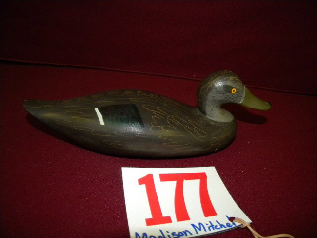 Madison Mitchell black duck: Madison Mitchell black duck