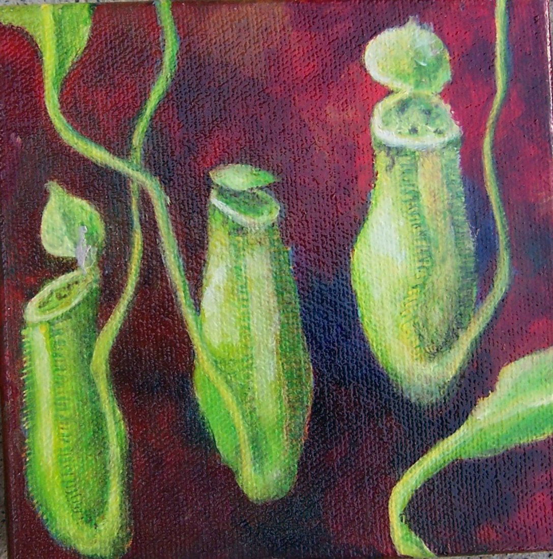 Julia C. Gray: Original painting "Nepenthes Khasiana": You are bidding on an Original Painting by San Diego living Artist Julia C. Gray titled "Nepenthes Khasiana". Part of series titled Small Works. Oil on Canvas 5x5. Signed Lower Corner. Stretched on Wo