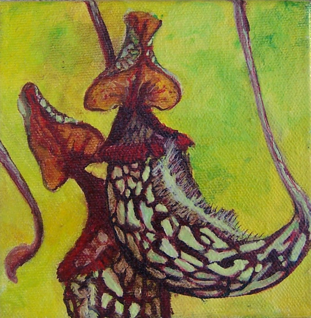 Julia C. Gray: Original painting "Nepenthes Maxima": You are bidding on an Original Painting by San Diego living Artist Julia C. Gray titled "Nepenthes Maxima". Part of series titled Small Works. Oil on Canvas 5x5. Signed Lower Corner. Stretched on Wood