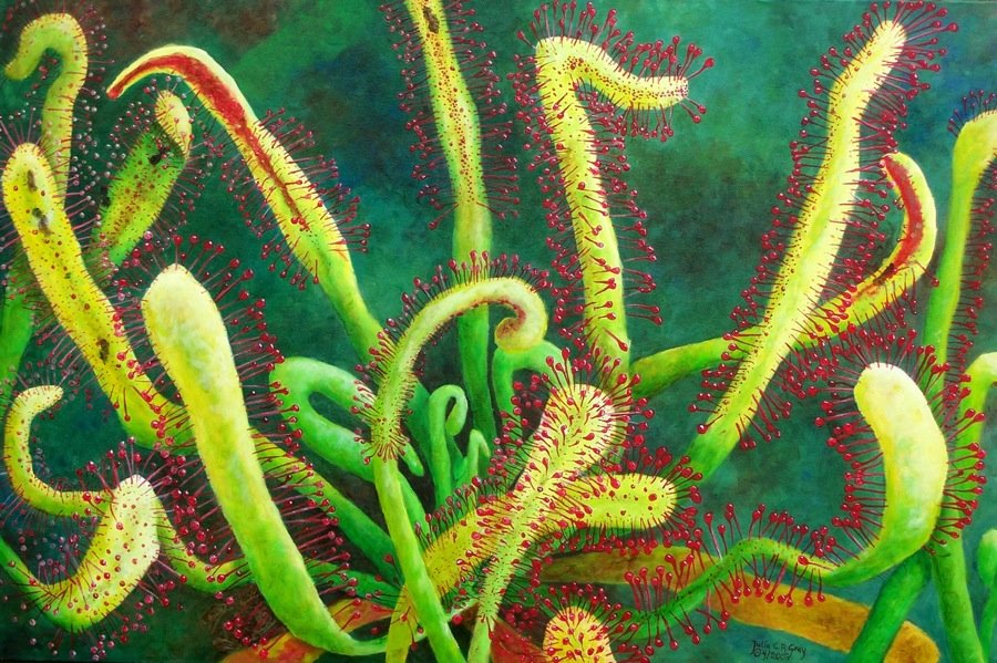 Julia C. Gray: Original painting "Sundew": You are bidding on an Original Painting by San Diego living Artist Julia C. Gray titled "Sundew". Part of series titled Wild Bogs. Oil on Canvas 24x36. Signed Lower Corner. Stretched on Wood Frame. Th