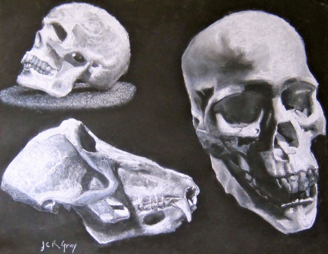 Julia C. Gray: Original Pastel "Skull Study...": You are bidding on Original Pastel drawing Artist Julia C. Gray titled "Skull Study, Baboon & Human", part of her work as a Student. Pastel on paper 26x19. These works are for sale directly by the art