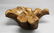 Vintage Tree Trunk Burl Wood Centerpiece Bowl