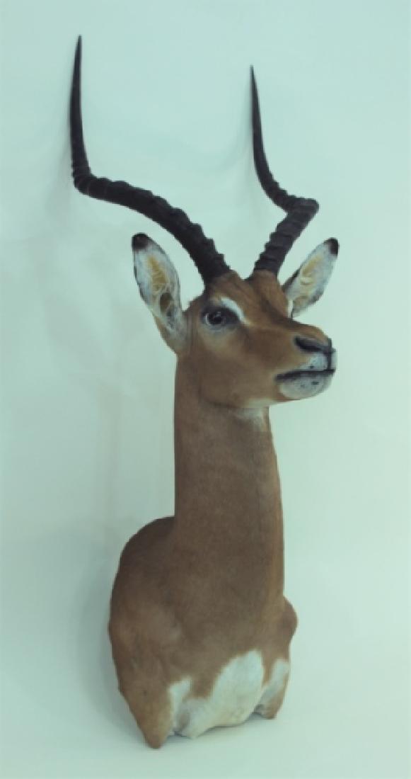 gazelle 29