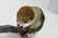 Art Nouveau Sea Shell & Female Form Desk Lamp - 6