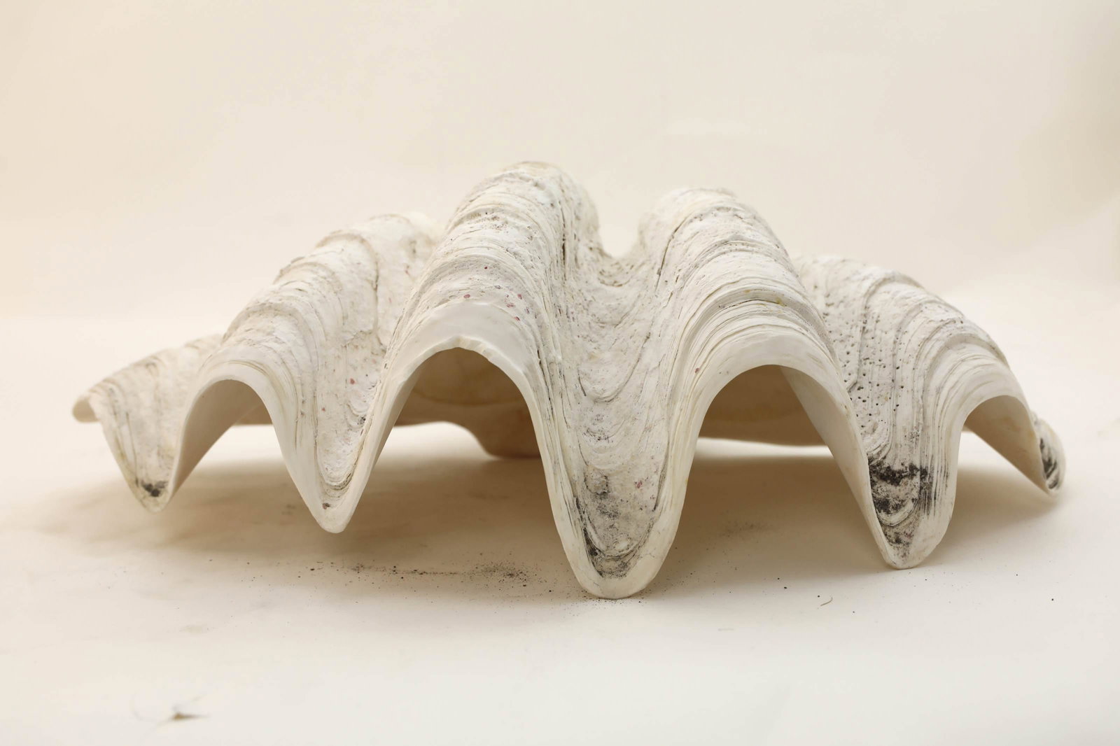 Giant South Sea Clam Shell (1 of 15)