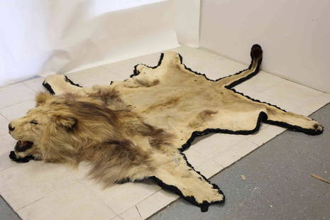 Vintage Taxidermy Lion Skin w Head Rug: Vintage Lion skin taxidermy rug with full head and mane. Good condition some tears, see photos. Item to be picked up by buyer within the state of Florida. Measures 118" from nose to tail x 82"