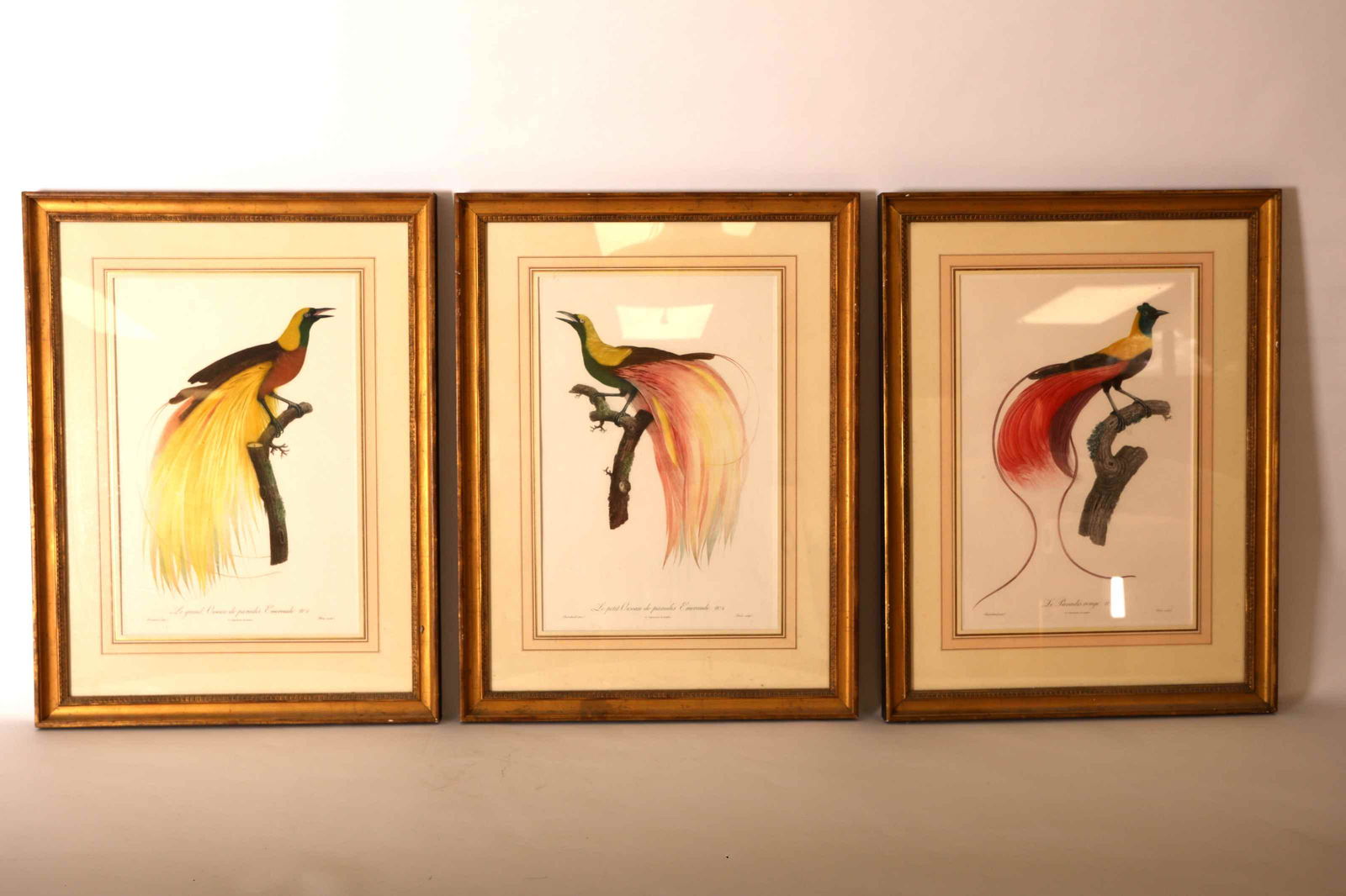 3 Barraband "Birds of Paradise" Hand Tinted Lithos (1 of 20)