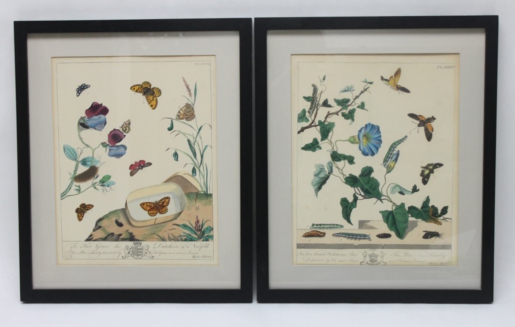 (2)18th Century Botanical Etchings by Moses Harris: Moses Harris (1731-1785) From The Aurelian a pair of hand colored etchings, signed in the plate. Plate 1 is dedicated to the Dutchess of Norfolk by the artist. Very rare 1778 editions. Frames measure 