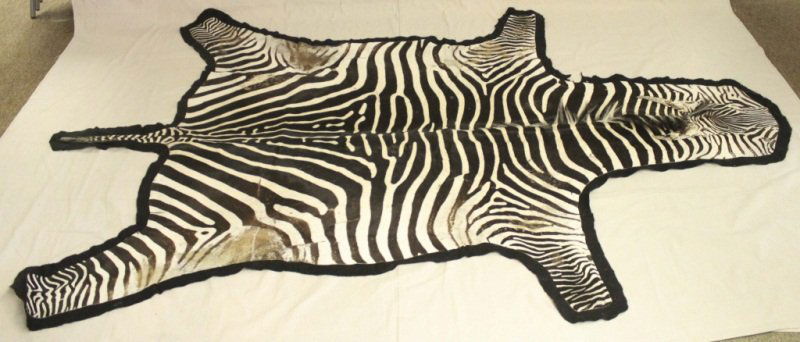 Zebra Skin Throw Rug: Adult zebra skin rug complete with head. Measurements: 108" x 77"