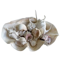 Giant Clamshell with Various Smaller Shells