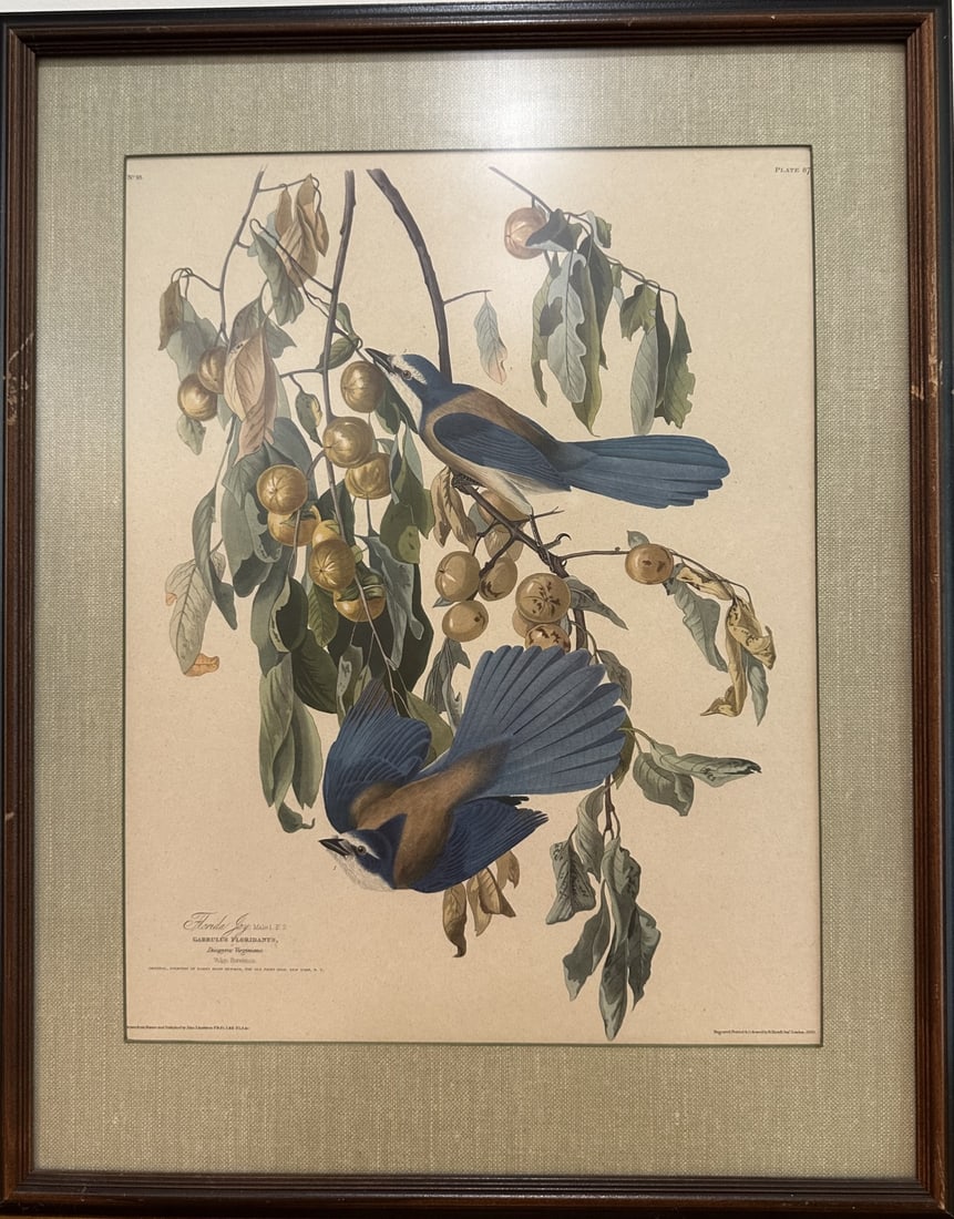 J.J. Audubon "Florida Jay" (1 of 9)