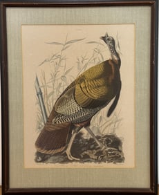 J.J. Audubon "Great American Cock Male"