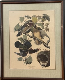J.J. Audubon "Summer Wood Duck"