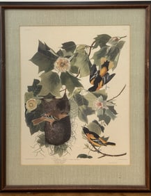 J.J. Audubon "Baltimore Oriole"