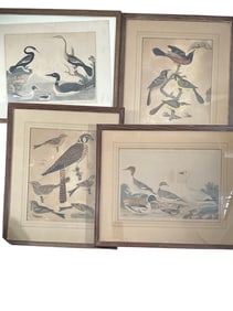 1808-1814 4pc Alexander Wilson Engravings