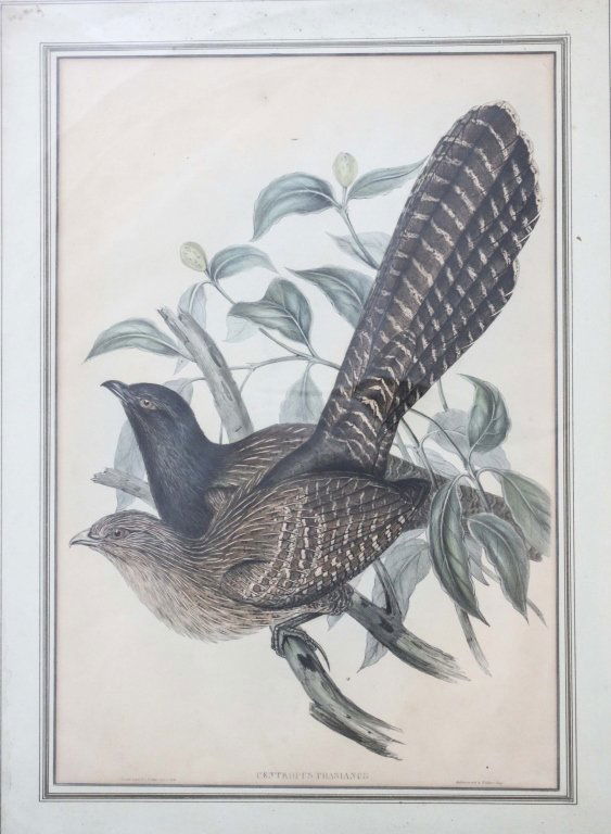 John Gould & H.C. Richter Hand-Colored Lithograph: John Gould (1804 - 1881) Centropus Phasianus (Pheasant Cuckoo) A 329. Hand-colored lithograph by John Gould and H.C. Richter published for Gould's 'The Birds of Australia' 1840-1848. Some loses to fra