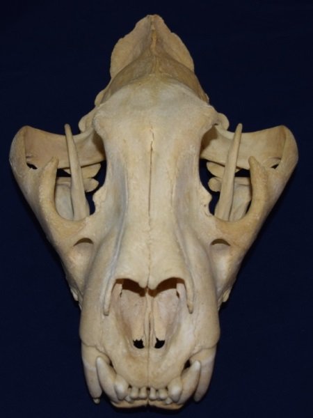 Indian Tiger Skull Complete w Upper & Lower Jaw: Tiger skull complete with upper and lower jaw from a 400 pound circus tiger which died of natural causes in NJ. 9" x 13" x 8" 1970's