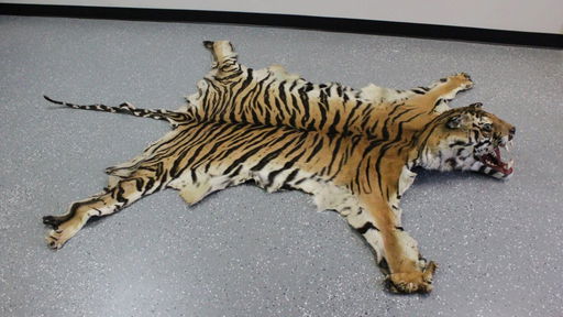 Full Mount Bengal Tiger Skin Rug - Jan 17, 2016 | Neely Auction in FL