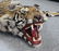 Full Mount Bengal Tiger Skin Rug - 4