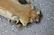 Full Mount Bengal Tiger Skin Rug - 8