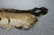 Full Mount Bengal Tiger Skin Rug - 9