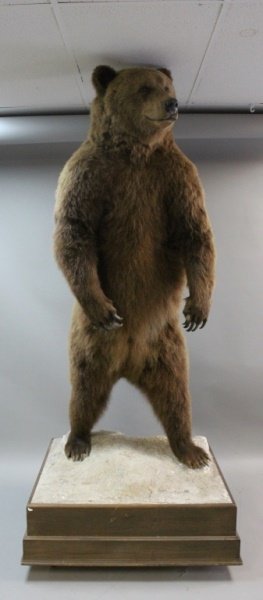 Vintage 7' Mounted Standing Grizzly Bear Taxidermy (1 of 10)