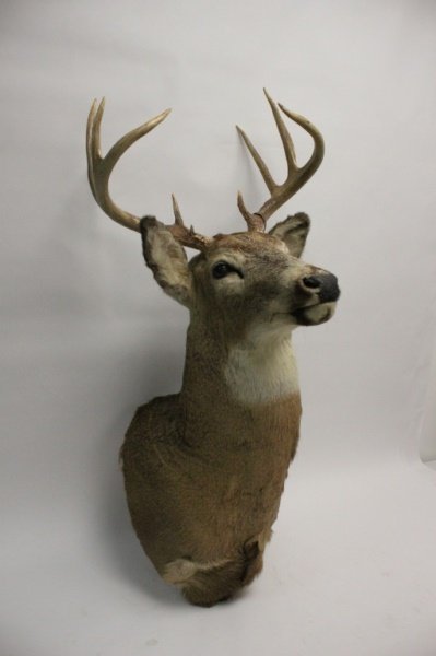 10 Point Buck White Tail Deer Taxidermy Wall Mount (1 of 9)