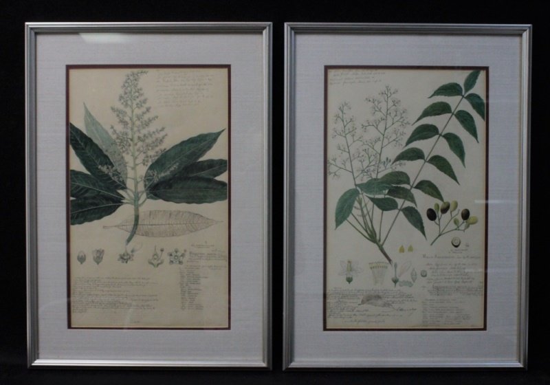 (2) 19C Hand Painted & Penciled Botanical Studies (1 of 10)