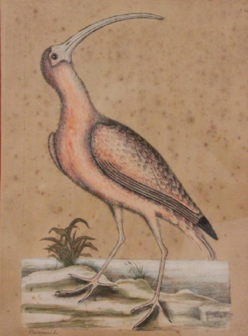 Mark Catesby 1682/83-1749 English Naturalist Study (1 of 6)