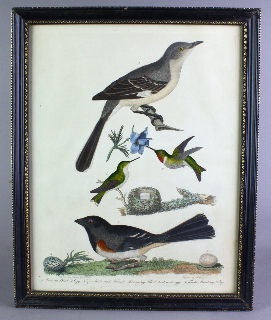 1829 Alexander Wilson Bird Engravings Four! (1 of 8)